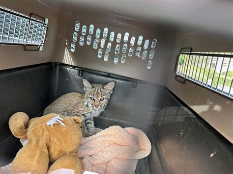 Storm-Lost Bobcat Kitten’s Reunion With Mom Melts Hearts