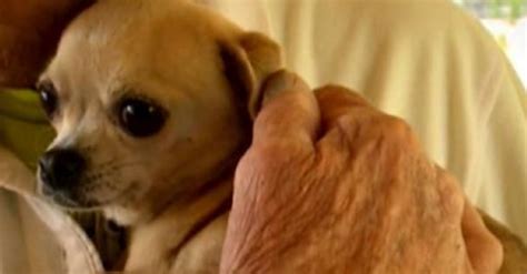 Senior Dog Bravely Defends Home From Bear, Remains Unfazed