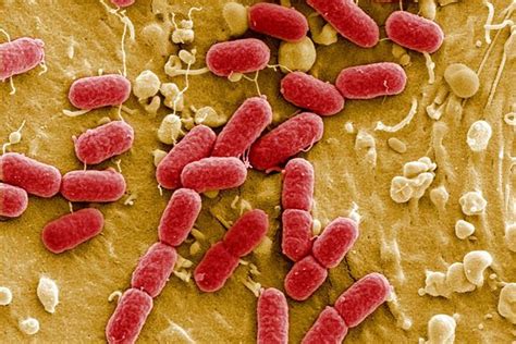 OK Toddler Battles E. Coli After Swimming, Multiple Strains Found