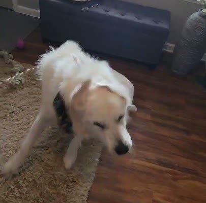 Zoomie Overload! Golden Pup Knocks Himself Out in Dad’s Lap