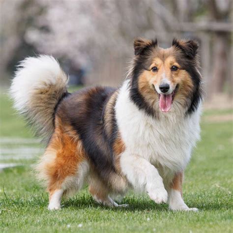 7 Dog Breeds Guaranteed to Make New Friends Everywhere You Go!